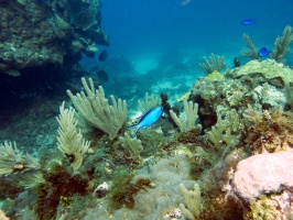 Blue Chromis at Mancones Reef IMG 3164